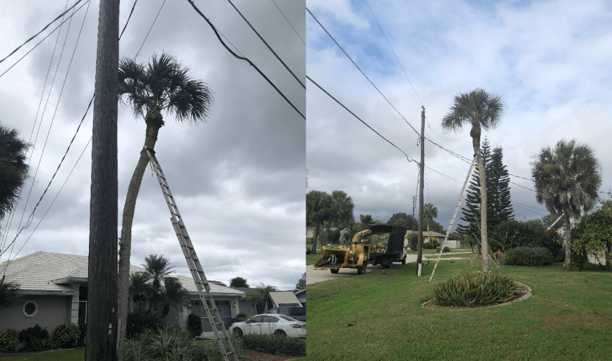 TREE TRIMMING